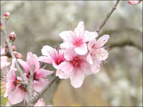四月桃花朵朵开 食疗驻颜又美容