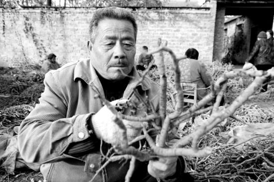 安徽省亳州市经济开发区火神庙村的药农在整理刚收获的中药材牡丹