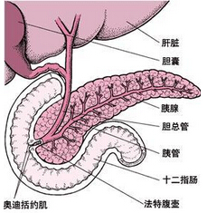 胰腺组织