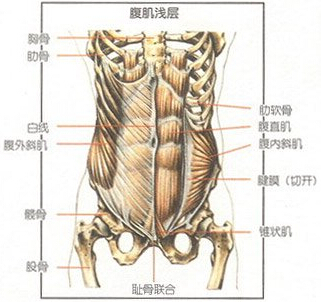 腹部肌肉表层