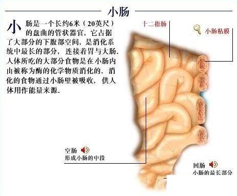小肠解剖图
