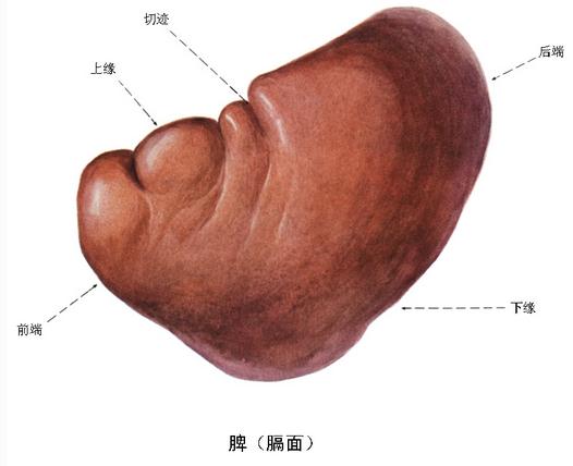 脾