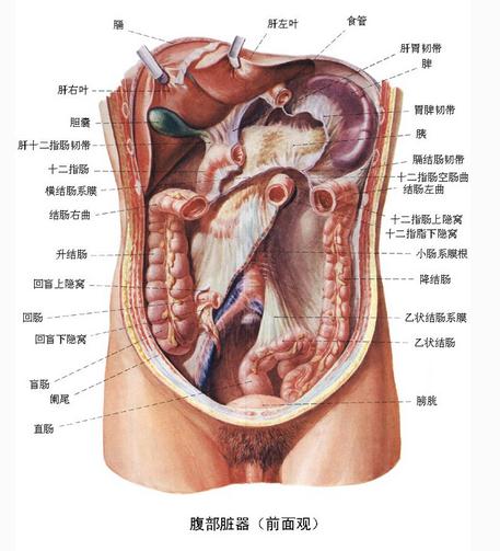 腹部脏器（前面观）