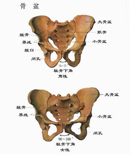 骨盆