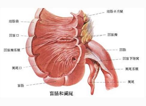 盲肠和阑尾