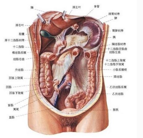 腹腔器官实图