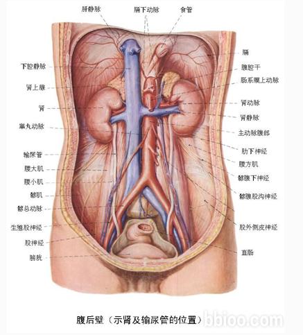 腹后壁(示肾及输尿管的位置)