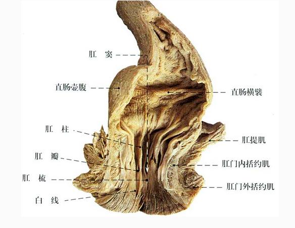 直肠面观