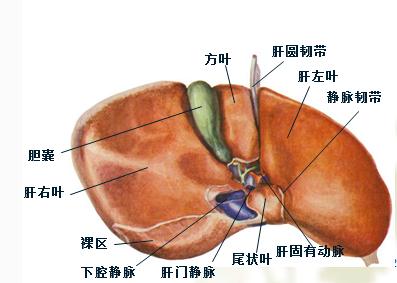 肝  脏