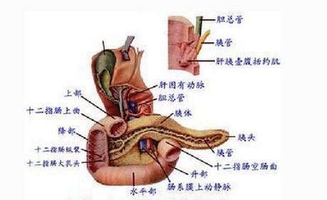 胰腺解剖图