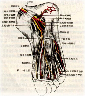 足底神经