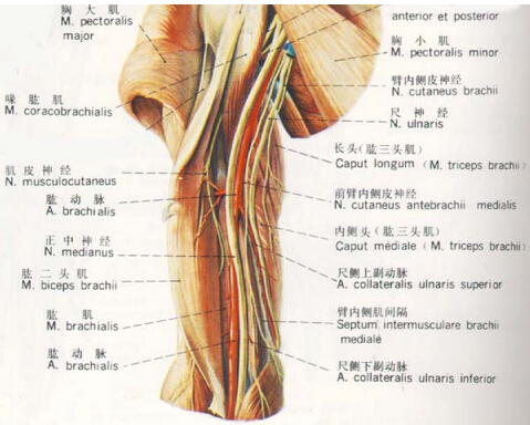 臂部的神经（后面观）