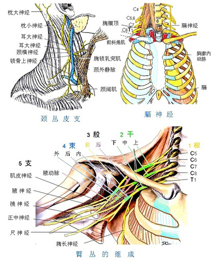 颈丛
