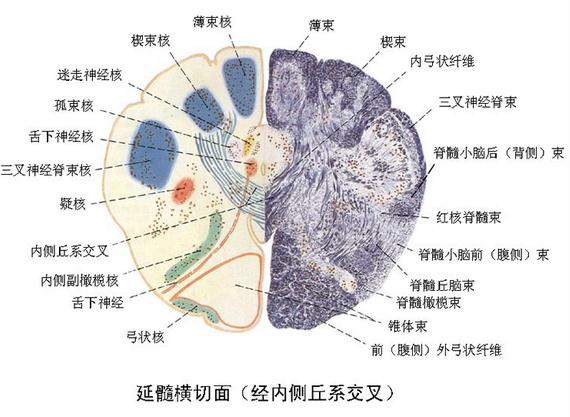 延髓横切面（经内侧丘系交叉）