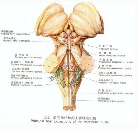 前庭神经核的主要纤维投射