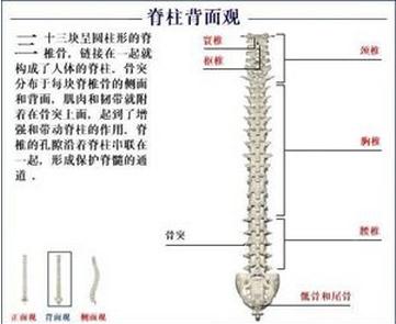 脊柱背面观