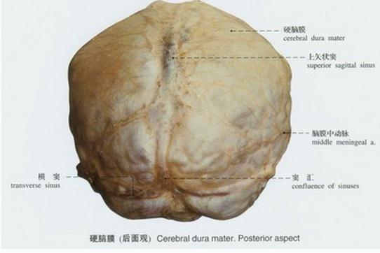 硬脑膜（后面观）