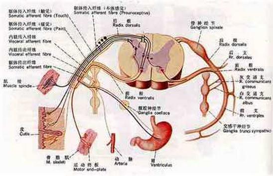 脊神经图谱
