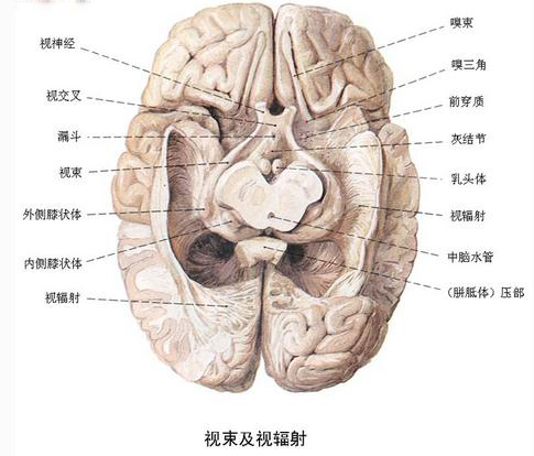 视束及视辐射