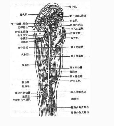 股部的神经(后面观一)