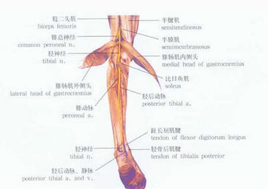 小腿神经(后面观一)