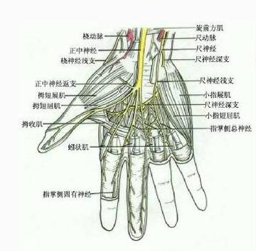 手部的神经（内面观）