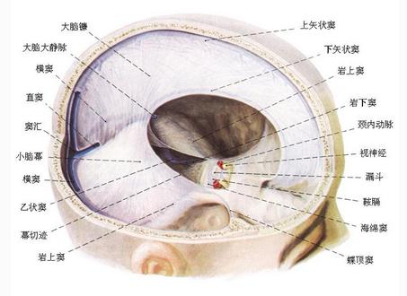 硬脑膜（内面观）