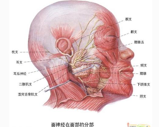 面神经在面部的分布