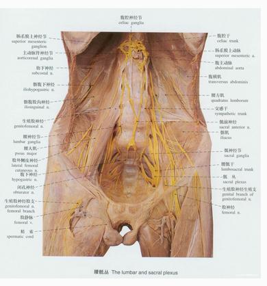 腰骶丛神经