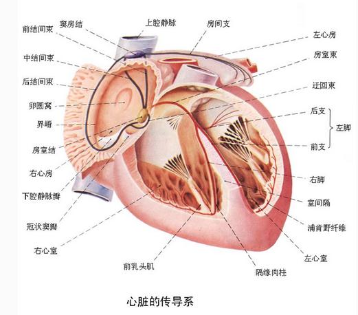 心传导系统