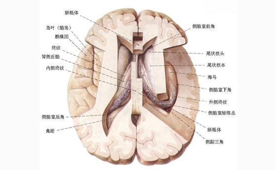脑上面观