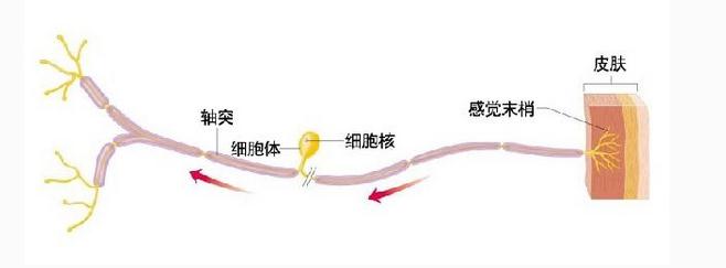 感觉神经元模