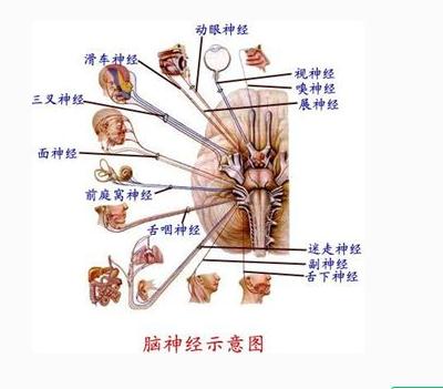 脑神经示意图