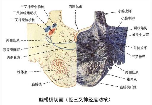 脑桥横切面（经三叉神经运动核）