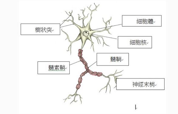 中间神经元模