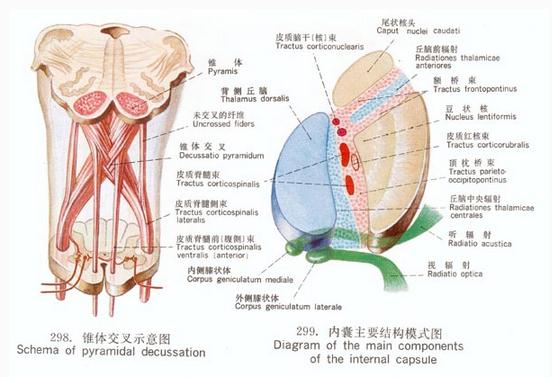 锥体交叉示意图/内囊主要结构模式图