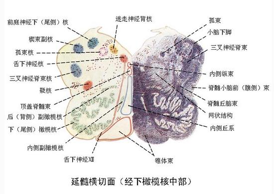 延髓横切面（经下橄榄核中部）