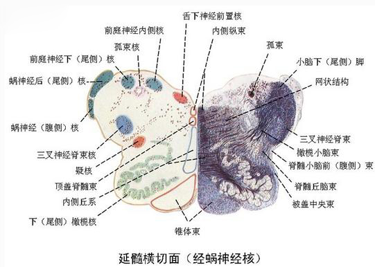 延髓横切面（经蜗神经核）