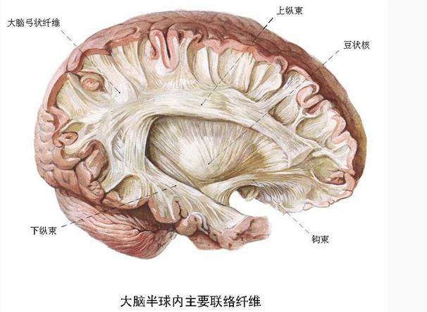 大脑半球内主要联络纤维