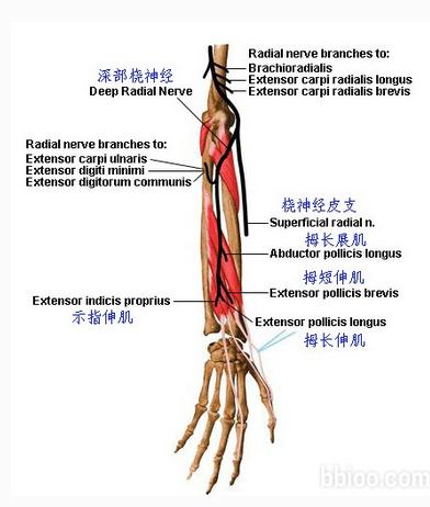 臂部的神经