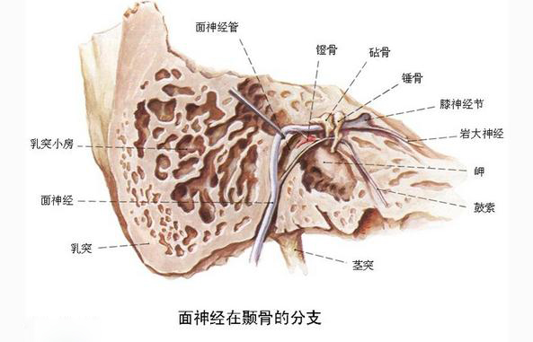 面神经在颞骨的分支