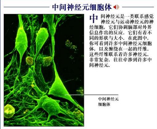 中间神经元细胞体