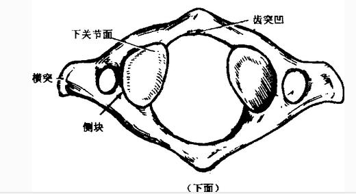椎间盘下面观