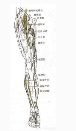 股部的神经(前面观)