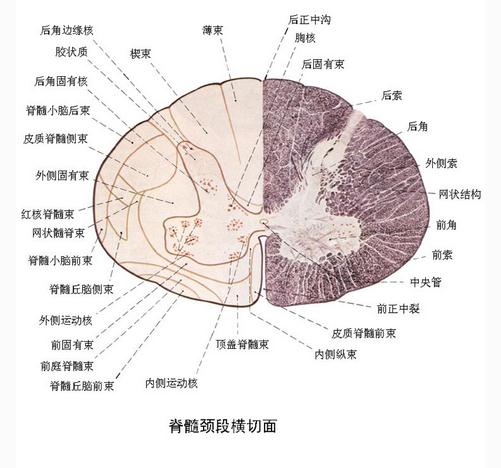 脊髓颈段横切面