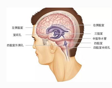 第三、四脑室