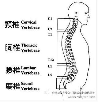 脊柱的结构