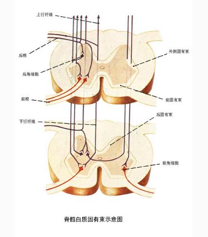 脊髓白质固有束示意图/髌腱反射示意图