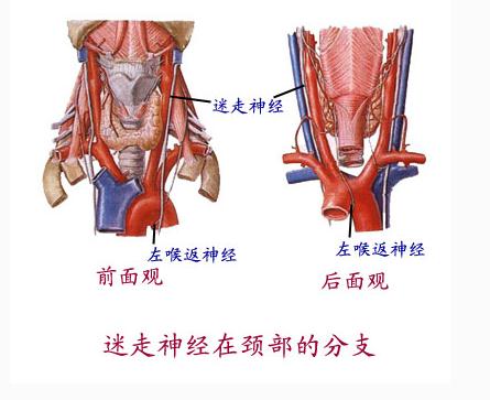 迷走神经在颈部的分支