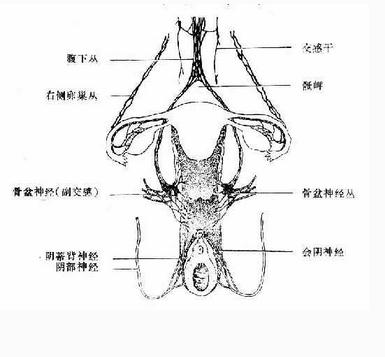 会阴部的神经(女)